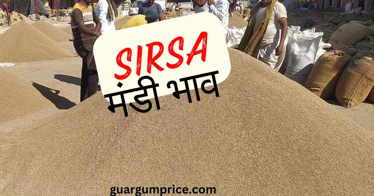 sirsa mandi bhav